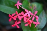 Pink flower.jpg